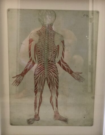 Back Body